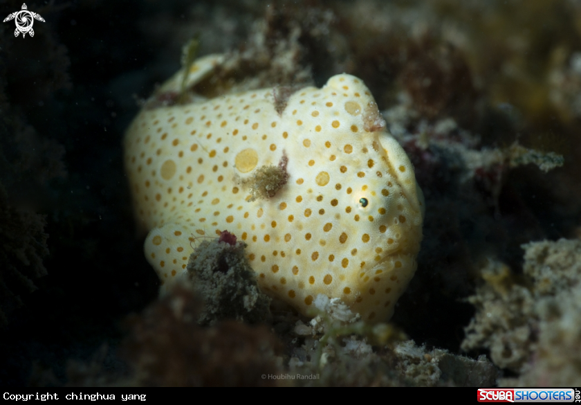 A juvfrogfish