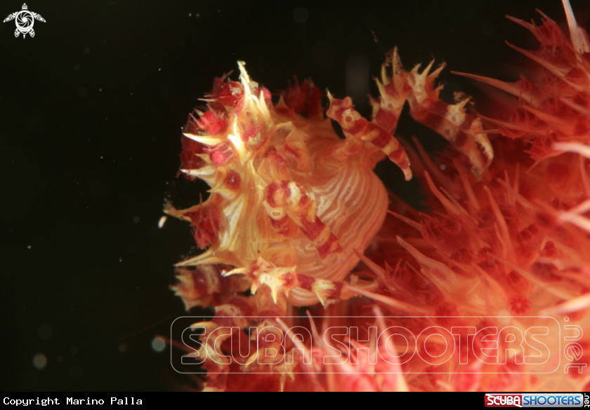 A Candy Crab
