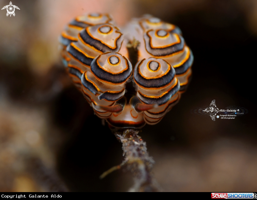 A Doto Sea Slug
