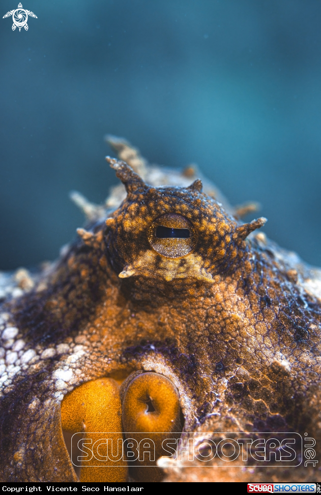 A commun octopus 