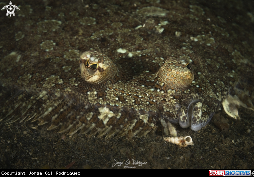 A Mediterranean Scaldfish