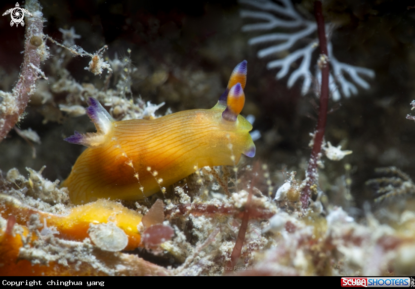 A nudibrach