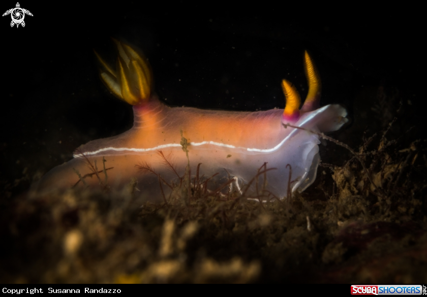 A Chromodoris bullokii nudibranch