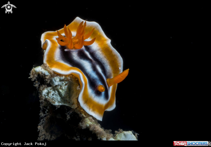 A Chromodoris magnifica