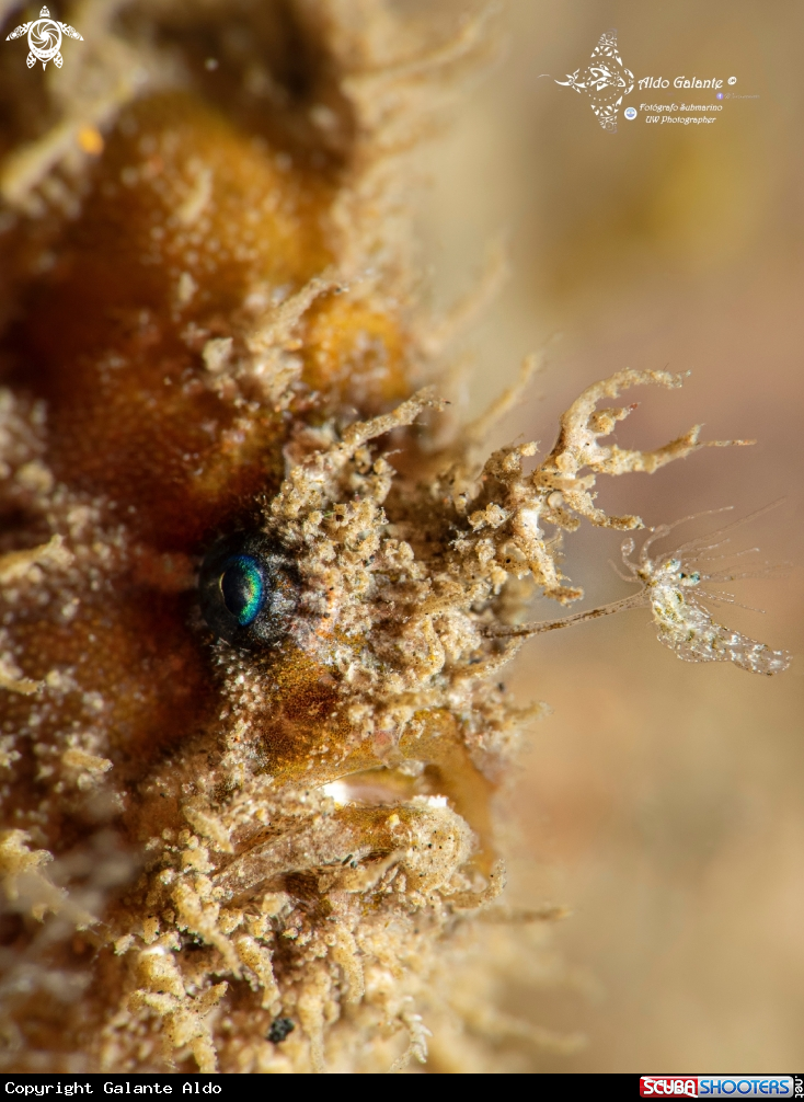 A Frogfish