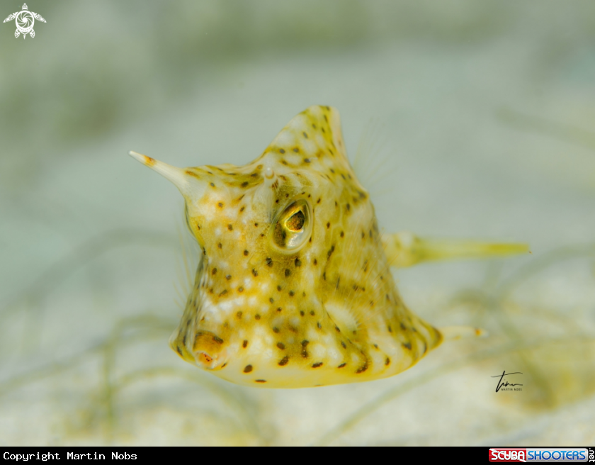 A Honeycomb Cowfish