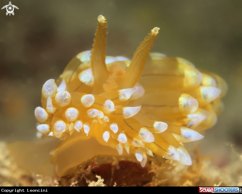 A Antiopellas