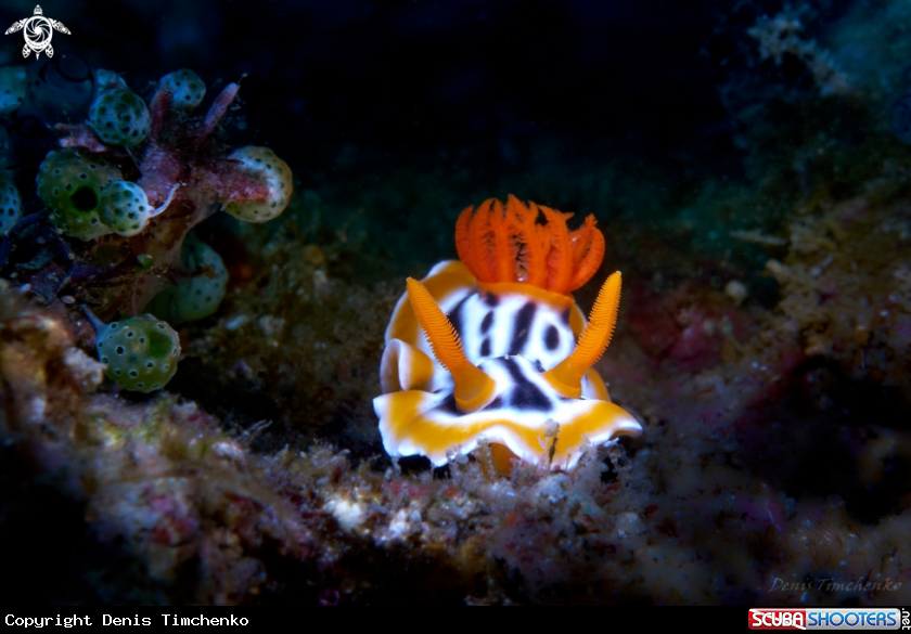 A NUDIBRANCH