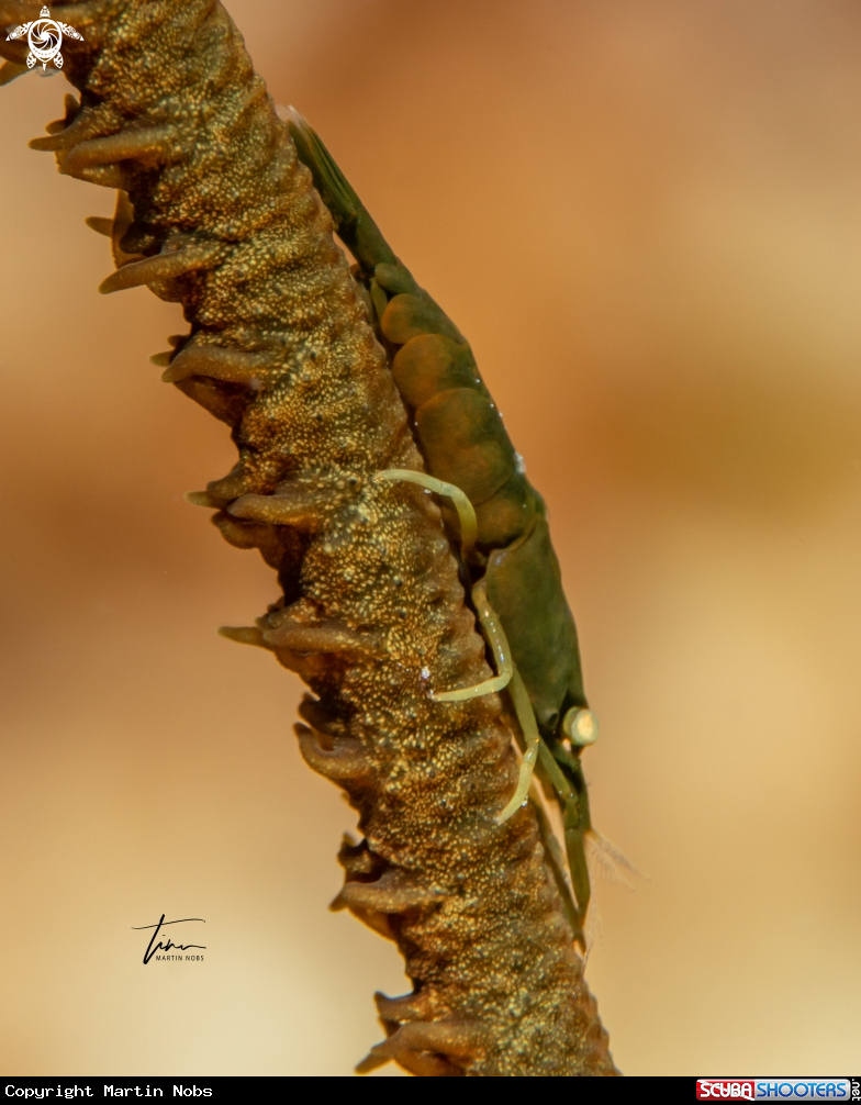 A Wirecoral shrimp