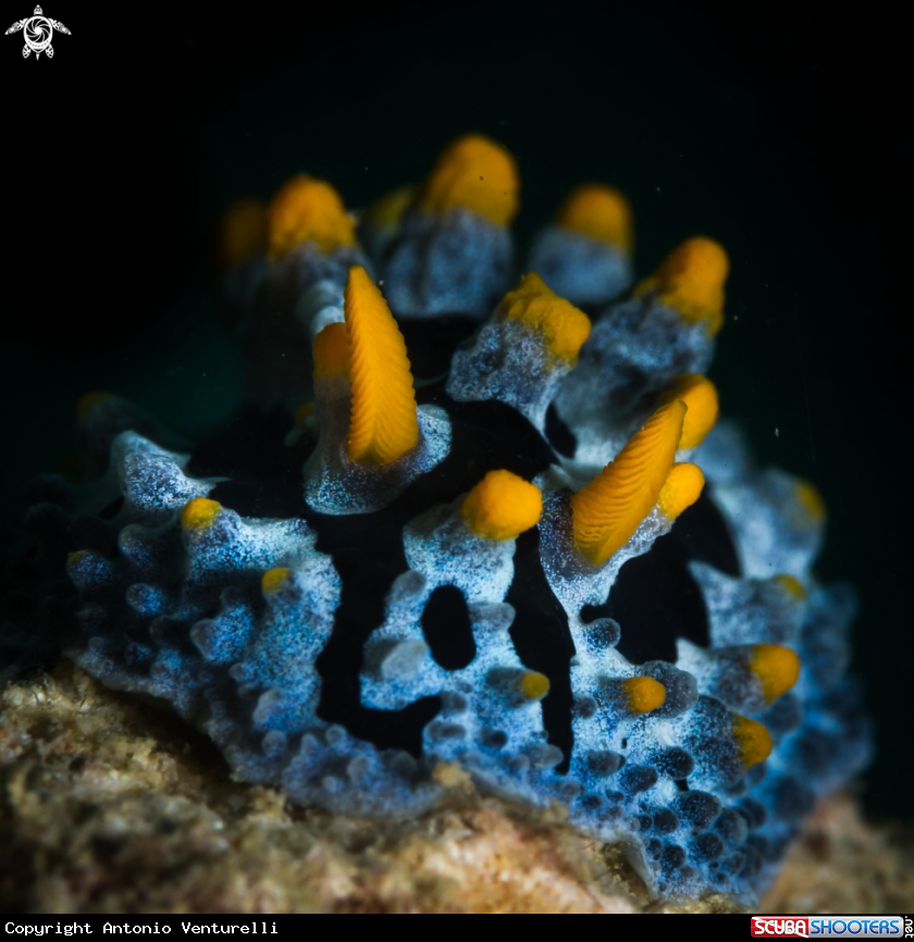 A Scrambled egg nudibranch