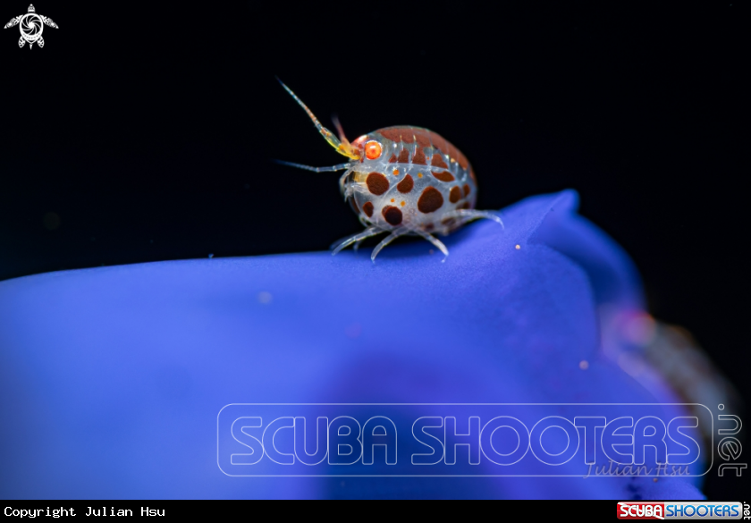 A Amphipod