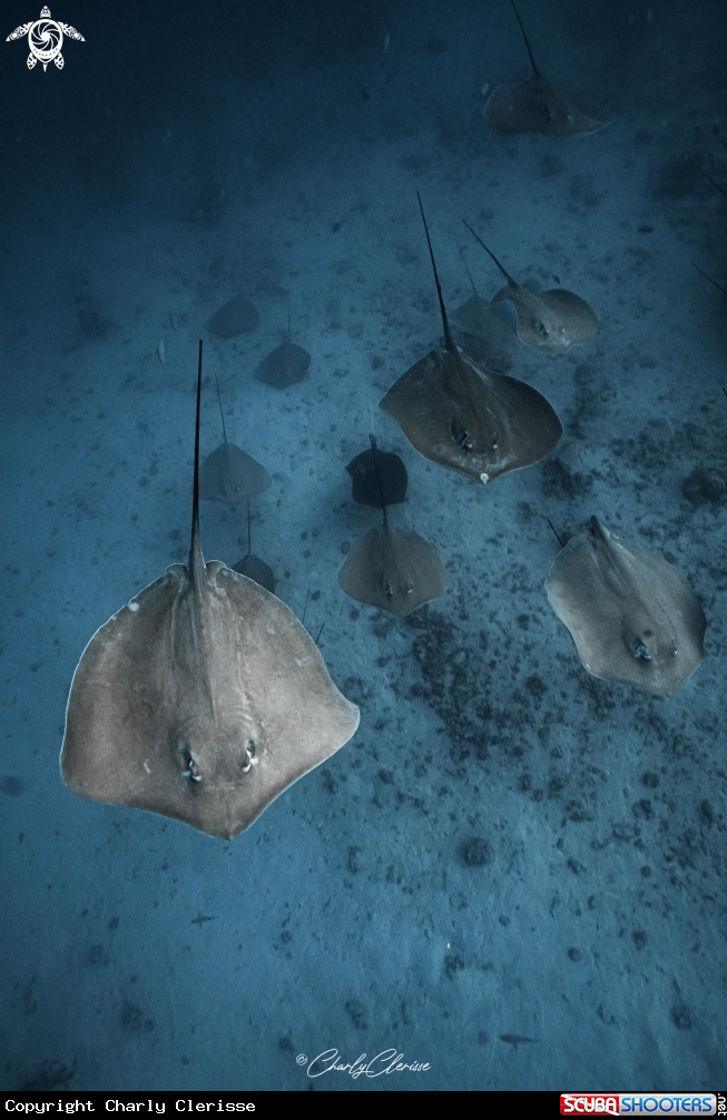 A Whiptail Stingray