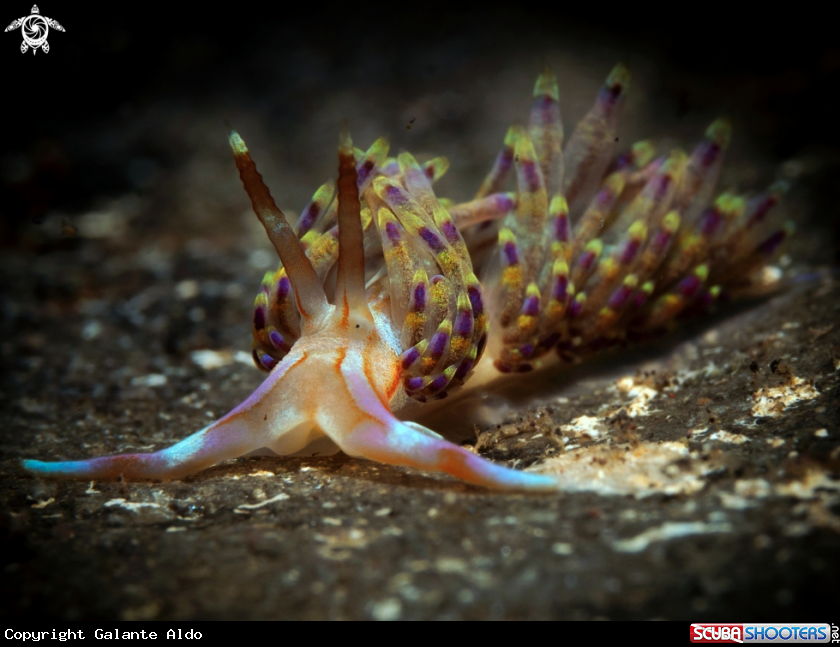 A Nudibranch