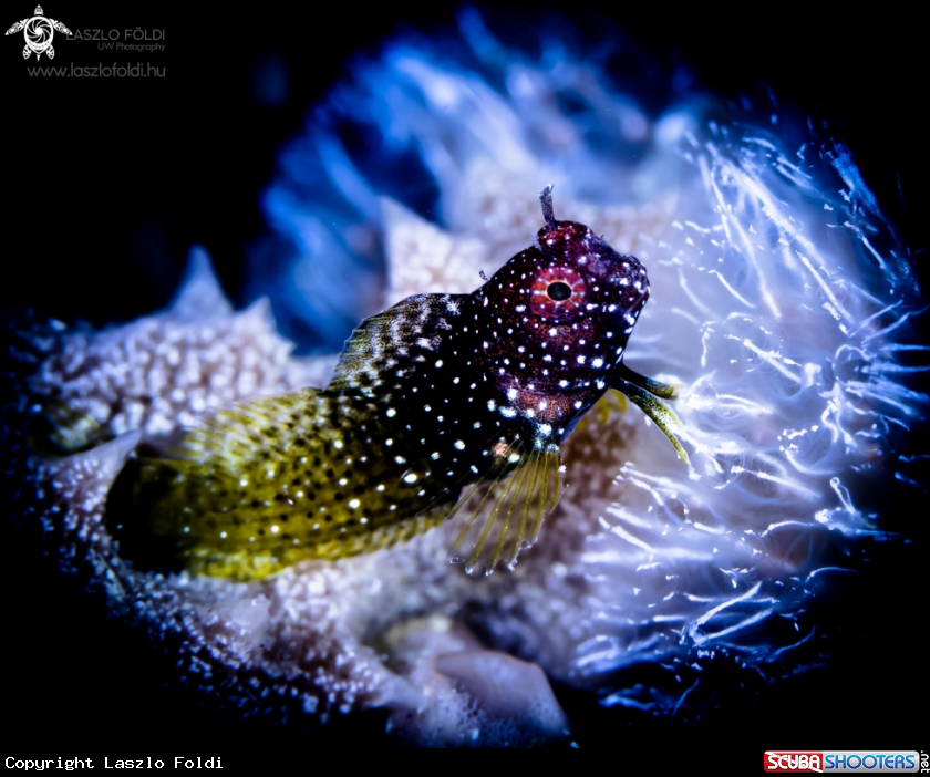 A Goby