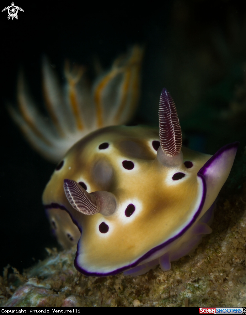 A Risbecia tryoni nudibranch