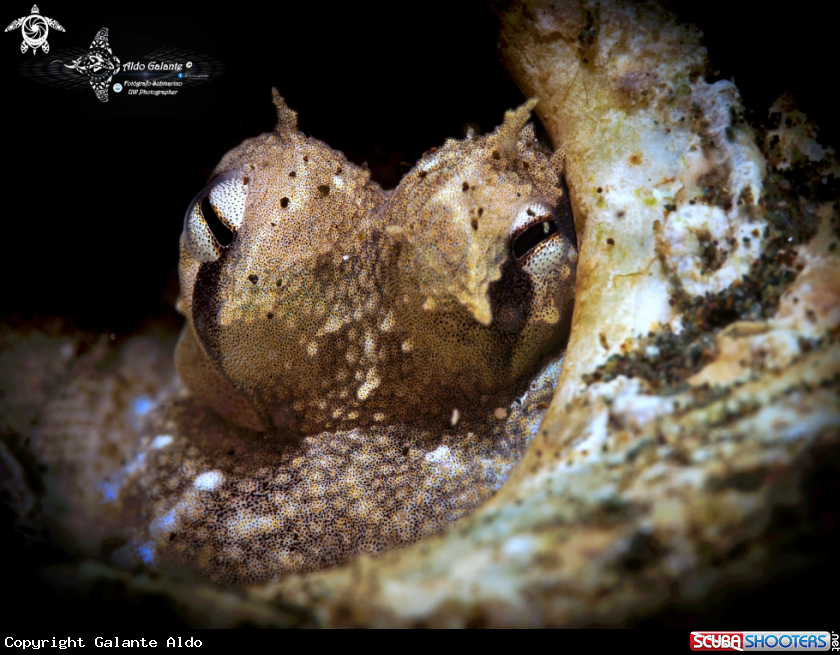 A Coconut Octopus.