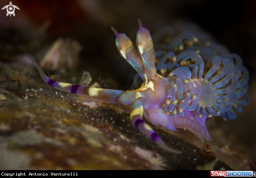 A Pteraeolidia semperi nudibranch