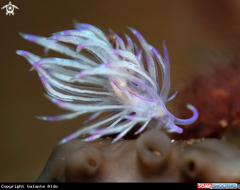 A Nudibranch