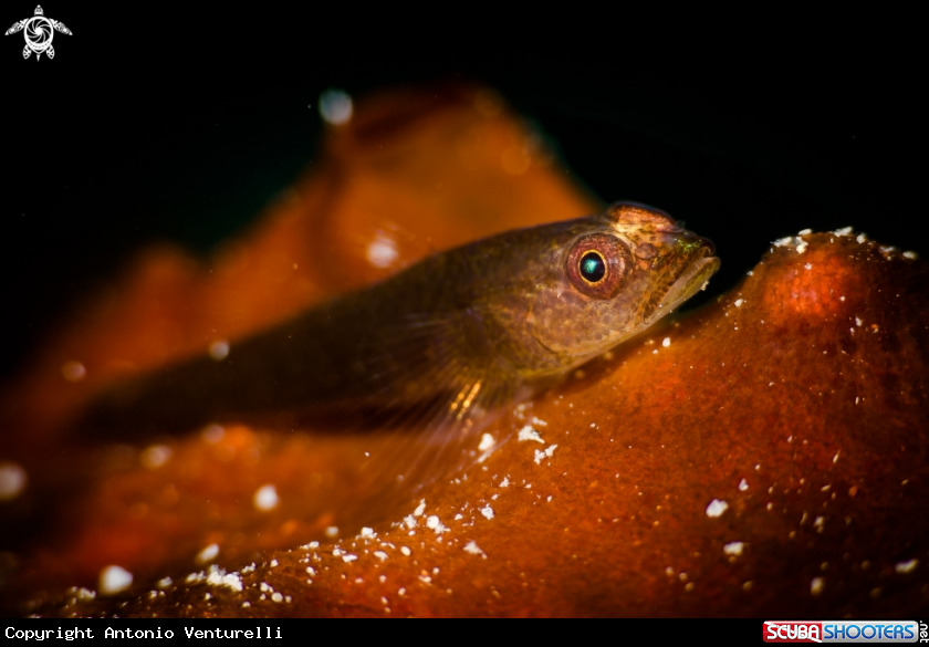A Coral fish