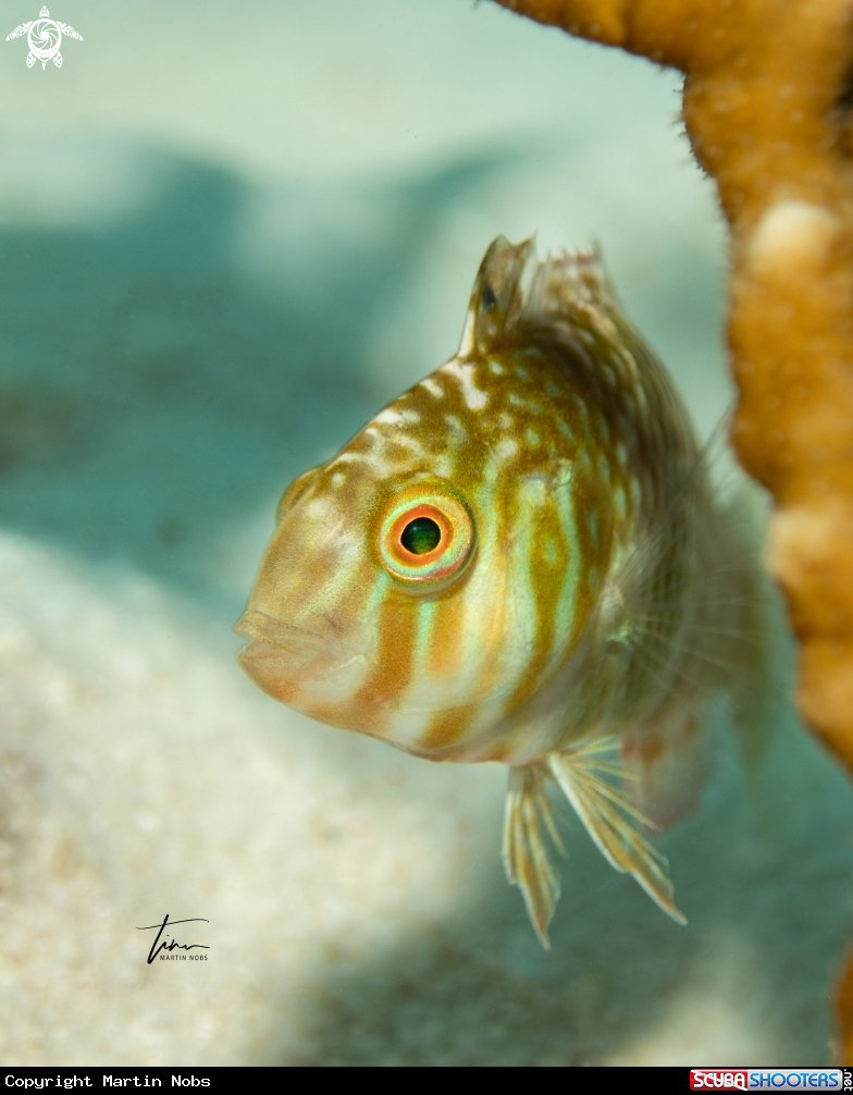 A Green Razorfish