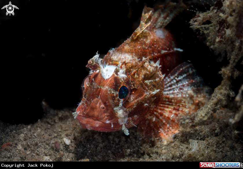 A Short-fin Lionfish