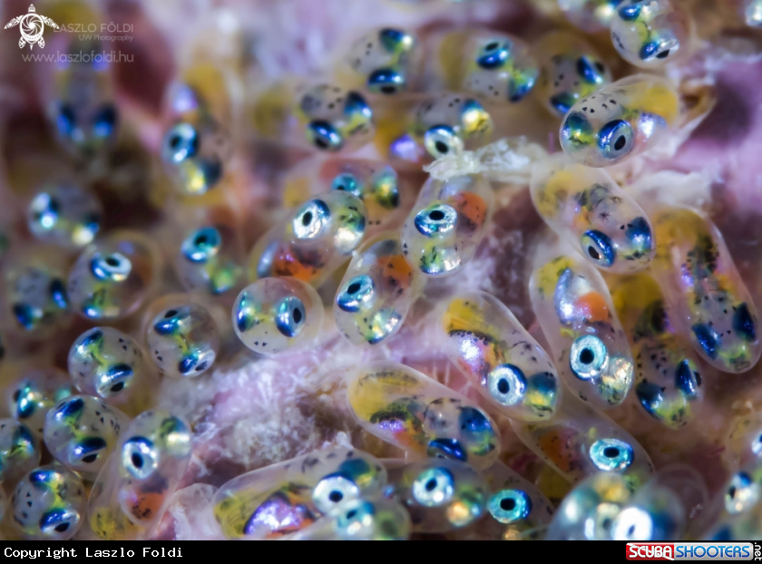 A Clown fish eggs