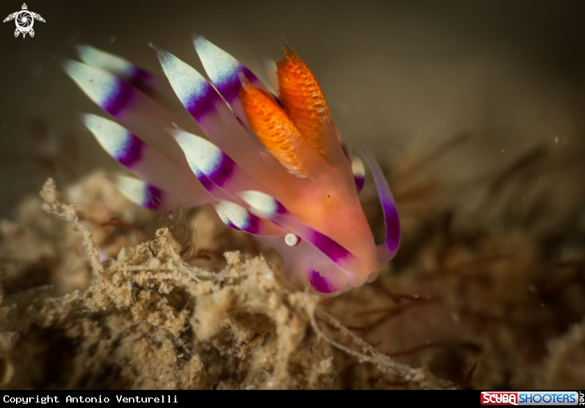 A Coryphellina exoptata nudibranch