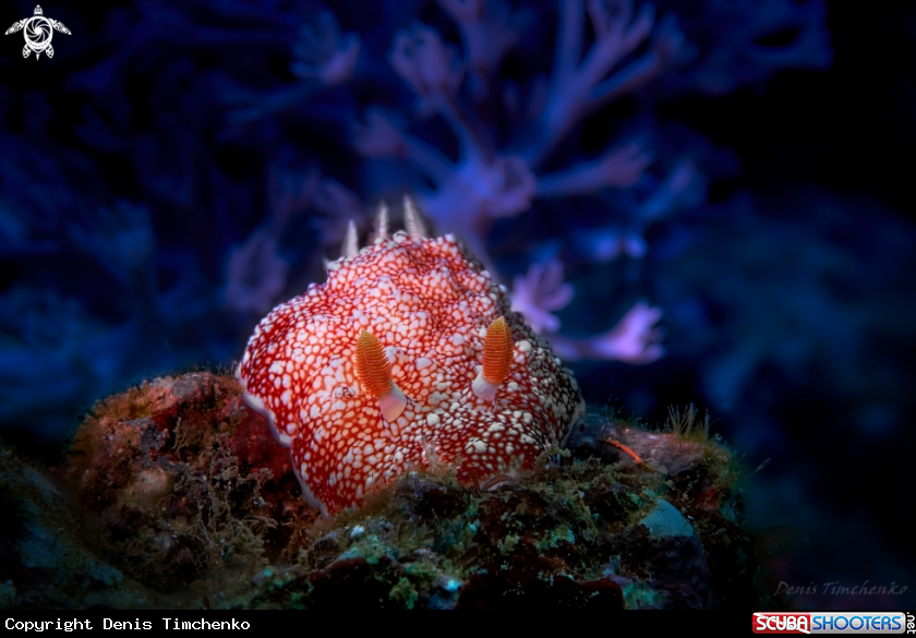 A NUDIBRANCH