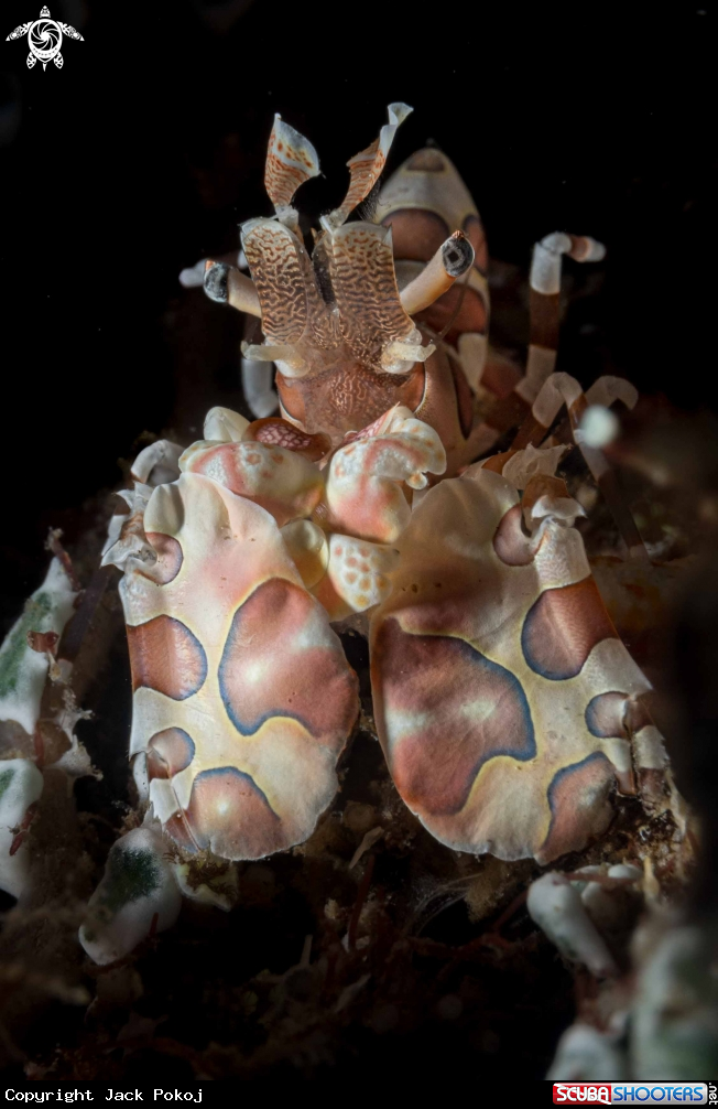 A Harlequin Shrimp