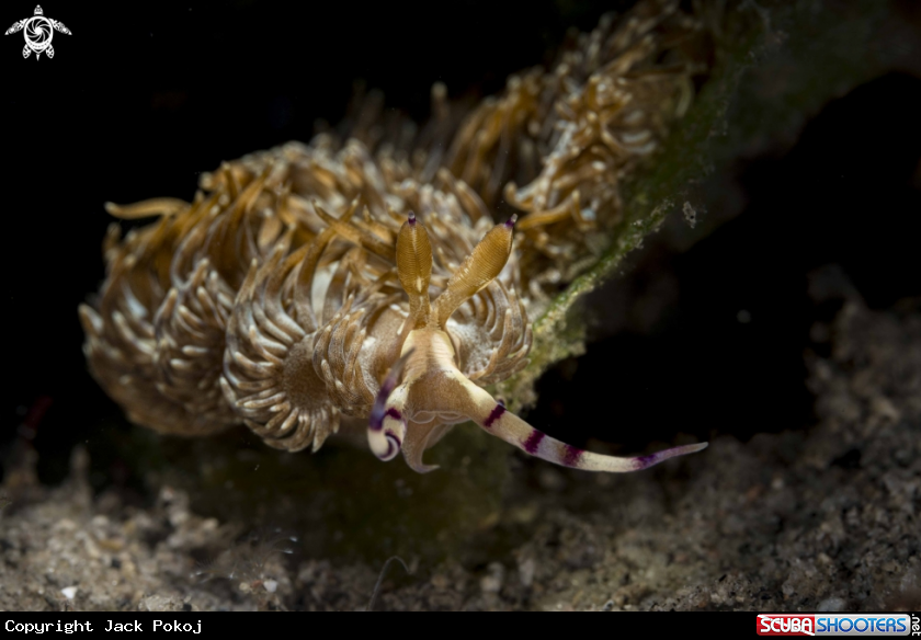 A Pteraeolidia semperi