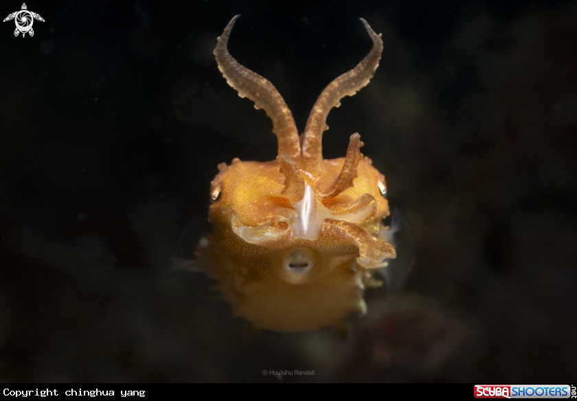 A cuttlefish