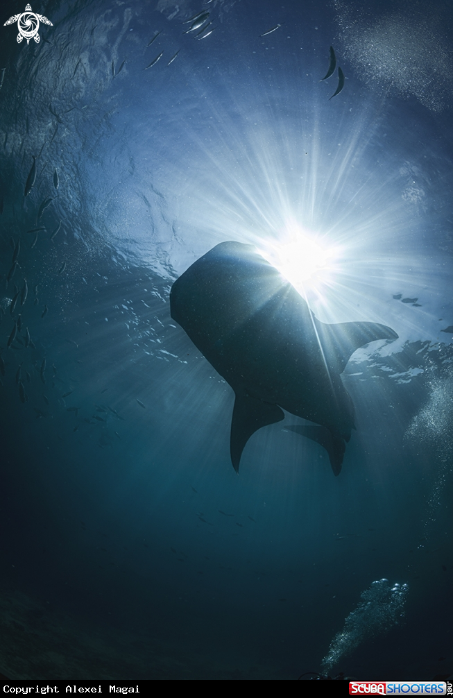 A Whale Shark
