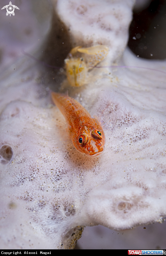 A fish