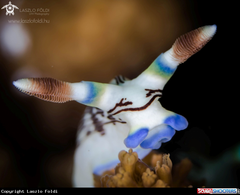 A Nembrotha lineolata