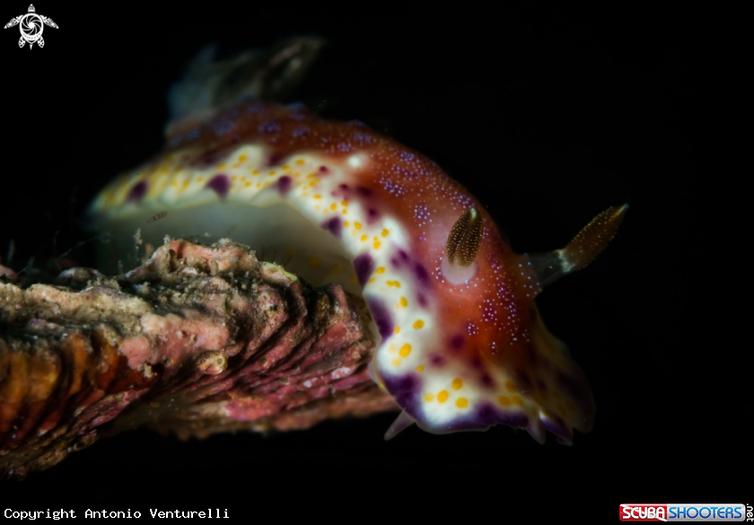 A Goniobranchus tumulifera nudibranch