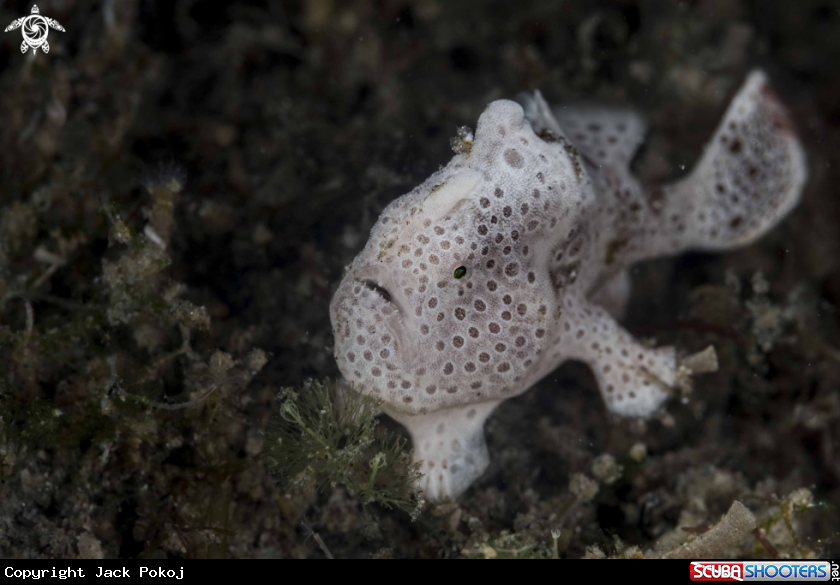 A Painted Frogfish