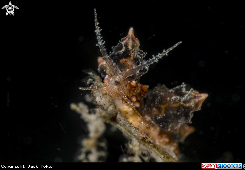 A Eubranchus mandapamensis