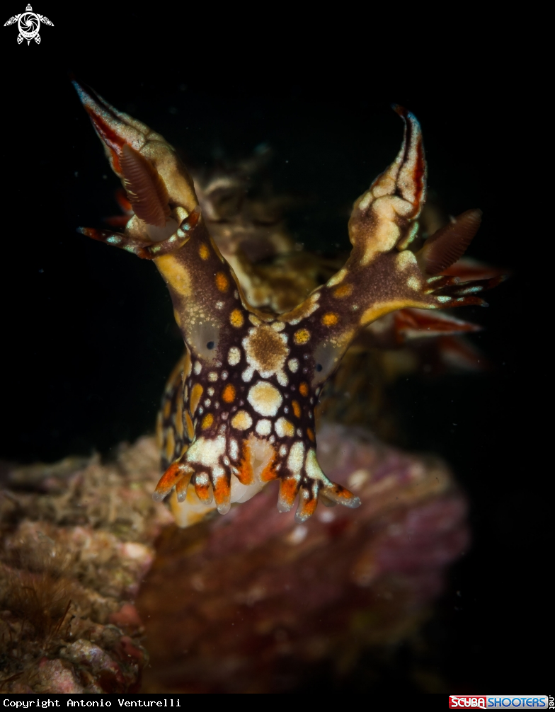 A Bornella anguilla nudibranch