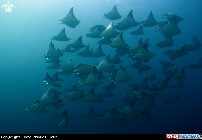 A Munk's devil ray
