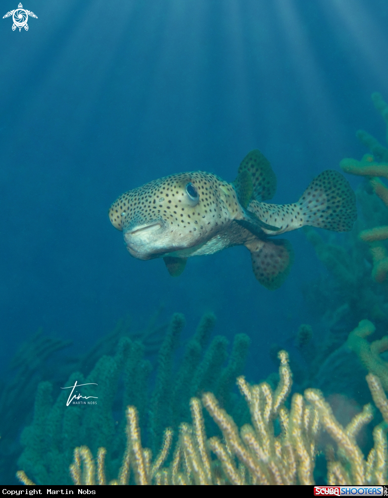 A Porcupinefish