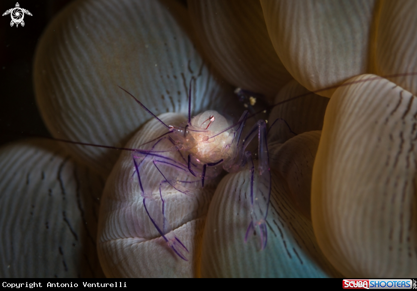 A Vir philippinensis shrimp