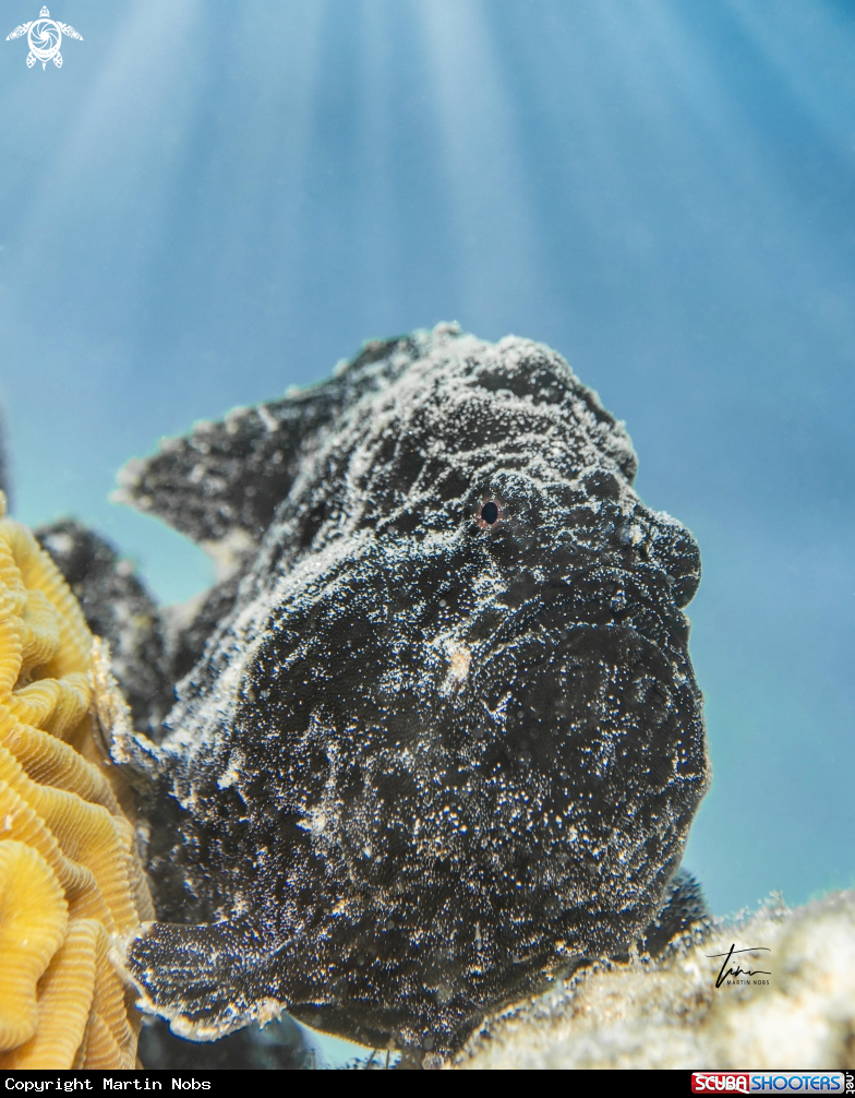 A Frogfish