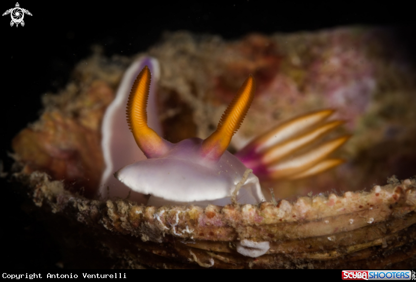 A Hypselodoris Bullockii nudibranch