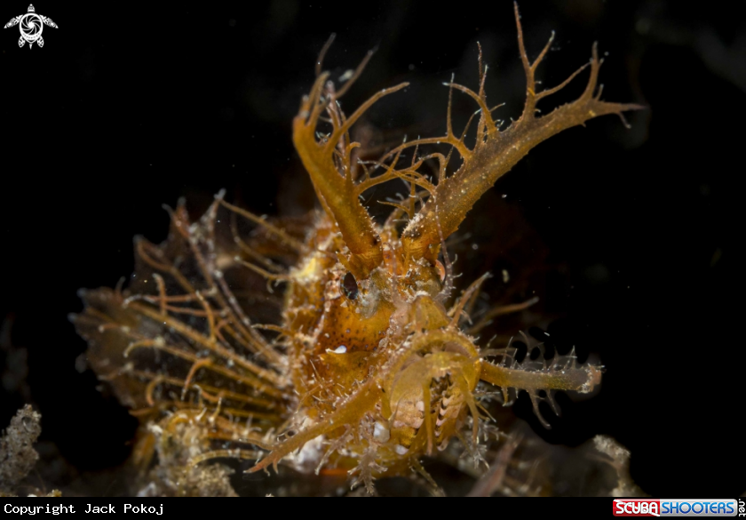 A Ambon Scorpionfish