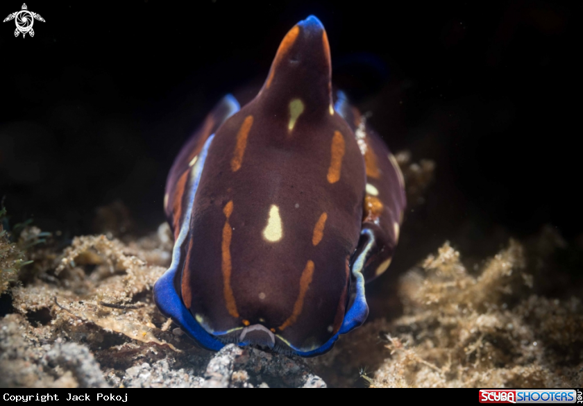 A Philinopsis speciosa