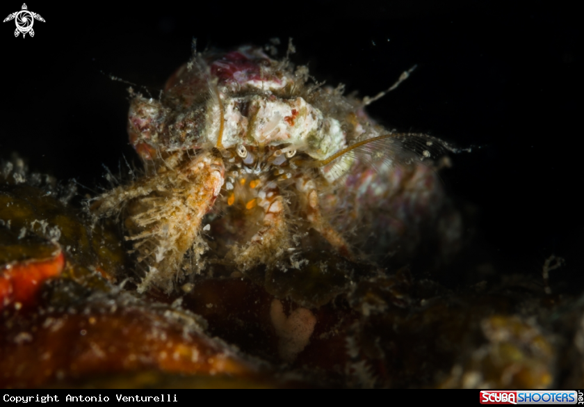 A Tiny crab