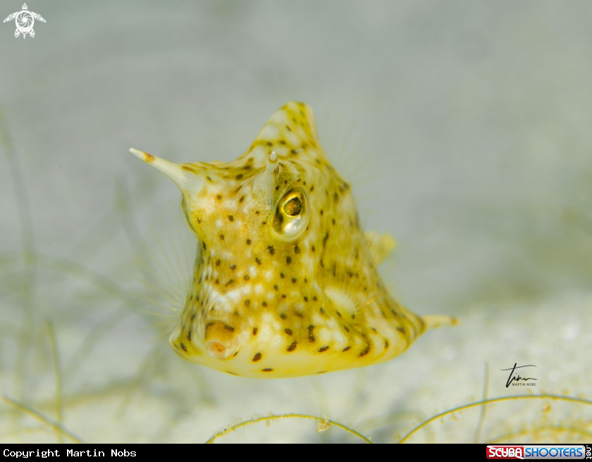 A Honeycomb cowfish