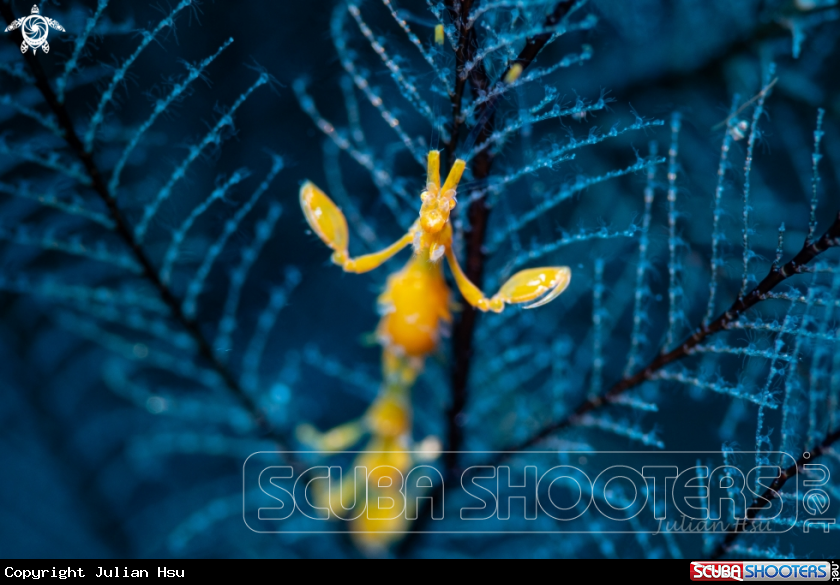 A Skeleton shrimp