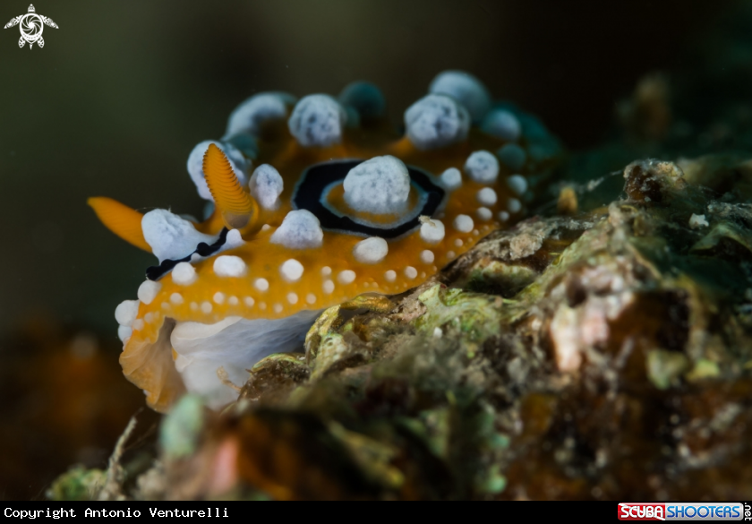 A Phyllidia ocellata nudibranch