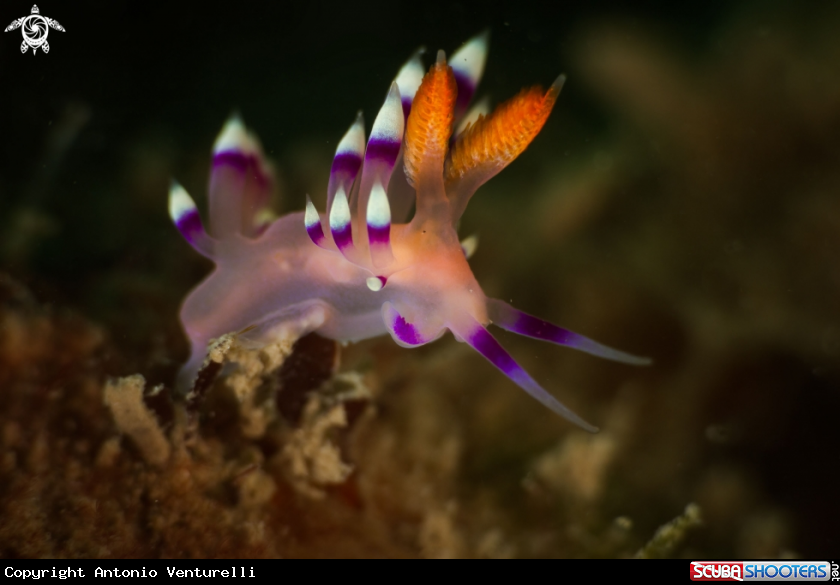 A Coryphellina exoptata nudibranch